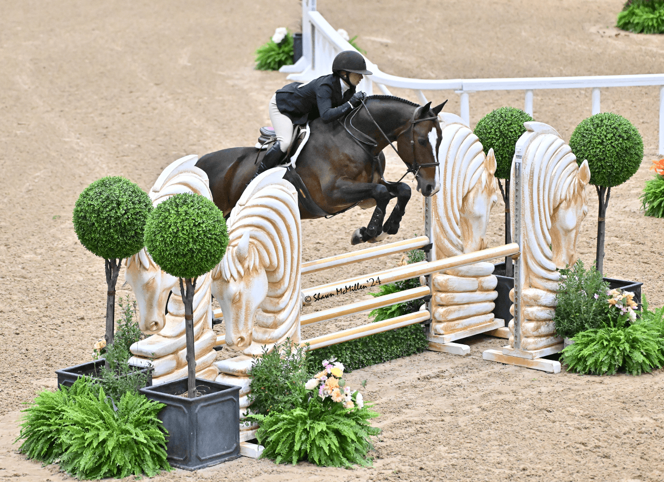 A dark hunter on the flat at the 2024 Blenheim International Jumping Festival