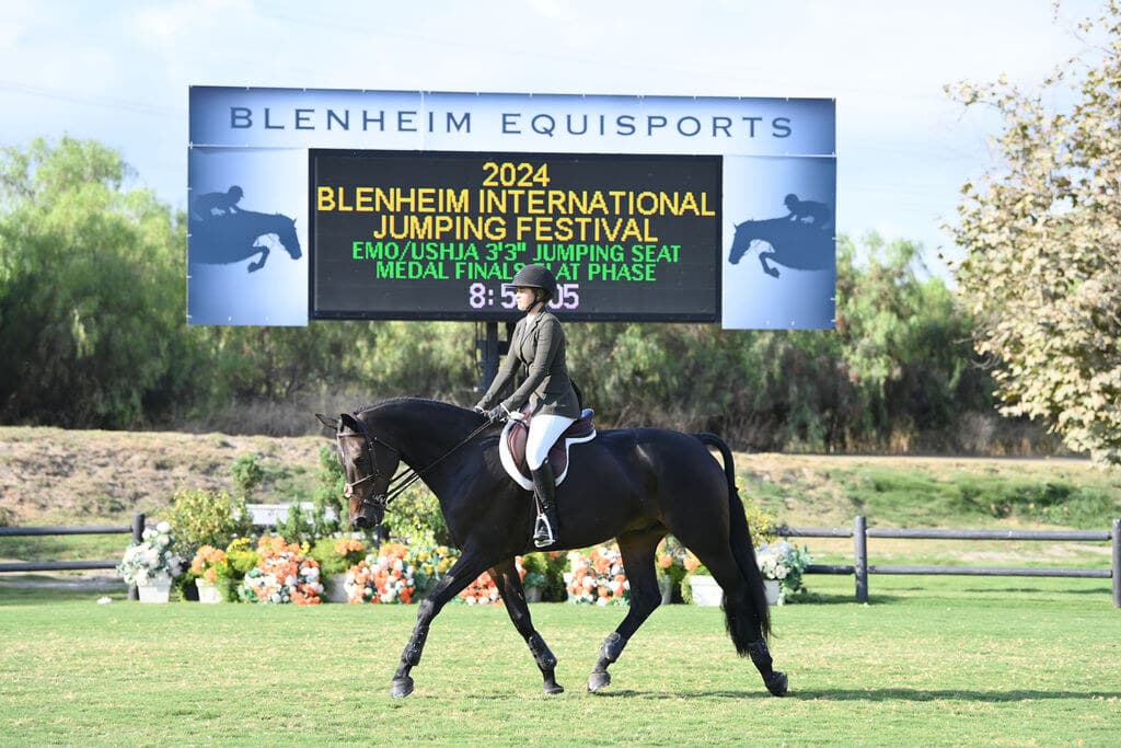 A hunter on the flat at Blenheim EquiSports